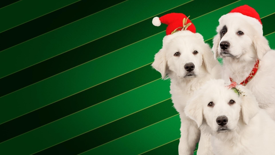 Harika Köpek 9: Noel Patileri izle